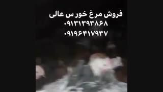 فروش عمده و ویژه مرغ و خروس عالی