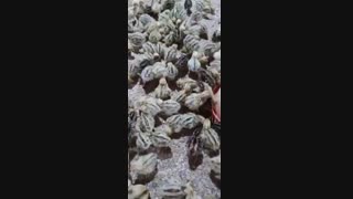 فروش ویژه و عمده جوجه بلدرچین یک روزه