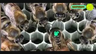 معرفی ملکه به جمعیت کلنی