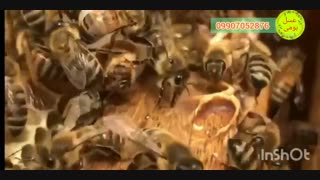 ژله رویال چگونه ساخته میشود