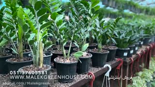 فروشگاه آنلاین گل و گیاه ملک - گل و گیاه را مستقیم از گلخانه بخرید