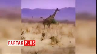 نقشه حساب شده شیرها برای شکار زرافه