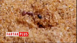 استفاده هوشمندانه عنکبوت اسپور از شن برای شکار مورچه