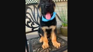 این حیوان زبون بسته ماسک زدن بلده