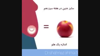 رشد جنین در شکم مادر