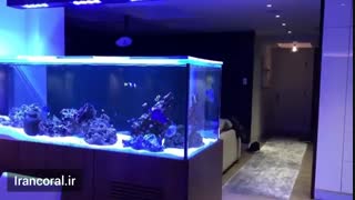 آکواریوم های حرفه ای آب شور تپه مرجانی: