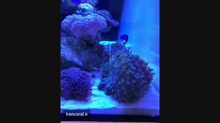 آکواریوم آب شور مرجانی زیبا: