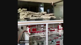 آکواریوم های فوق حرفه ای آب شور: