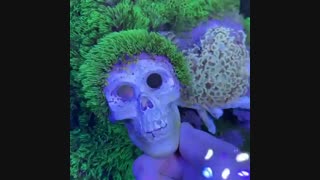 رشد بسیار زیبای مرجان های دریایی