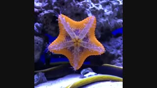 ستاره های دریایی زیبا