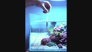 تغذیه مرجان های دریایی بسیار زیبا