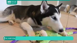 روشی صحیح برای تنبیه سگ های هاسکی