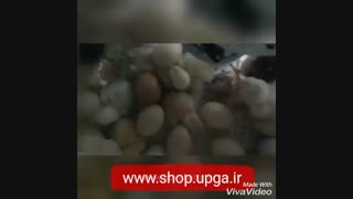 فروش انواع ماشین های جوجه کشی