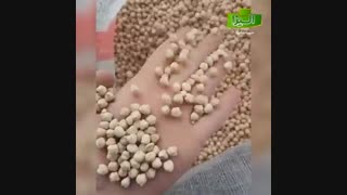 صادرات نخود کرمانشاه