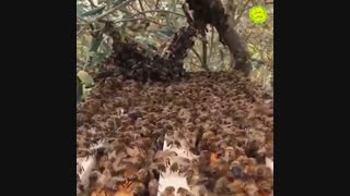 زنبورعسل در گرما