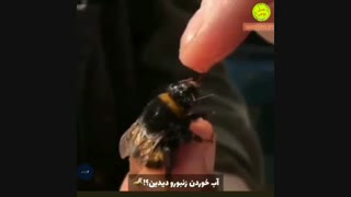 آب خوردن زنبور