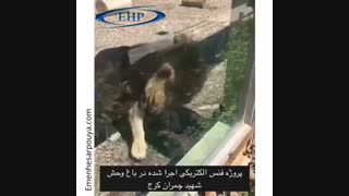 اولین فنس الکتریکی اجرا شده حیات وحش ایران توسط شرکت ایمن حصار پویا