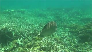 ماهی ناپلئون (Humphead wrasse)