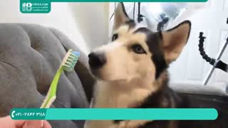 روش صحیح مسواک زدن دندان سگ هاسکی