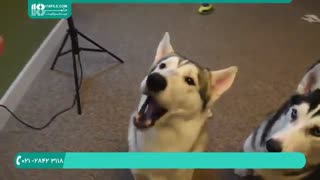 تعلیم نشستن به سگ هاسکی