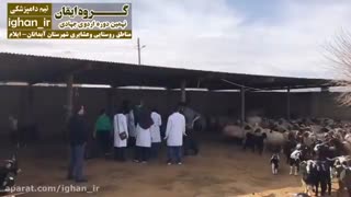 فعالیت های تیم دامپزشکی گروه ایقان
