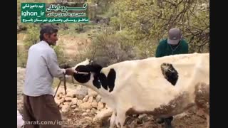 فعالیت های تیم دامپزشکی گروه جهادی ایقان در اردوی شهرستان یاسوج