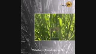 شالیزار های برنج  فریدونکنار