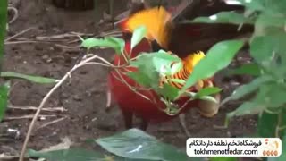 قرقاول بلژیکی