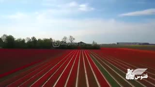 سفر یک دقیقه ای میون گل‌های لاله خیره‌کننده!‌ | آژانس ققنوس