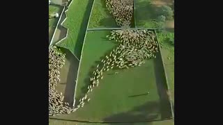 حرکت زیبای رمه گوسفندان