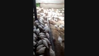 فروش ویژه و عمده جوجه بوقلمون بیوتی6فوق سنگین زرین و تینا