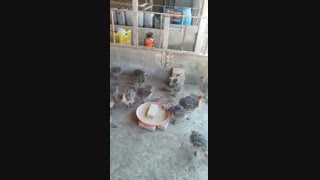 فروش ویژه و عمده جوجه شترمرغ گردن آبی کانادایی