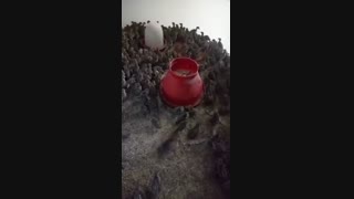 فروش ویژه و عمده جوجه کبک پانزده روزه و یک ماه