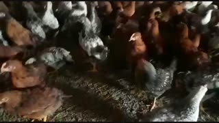 فروش ویژه و عمده مرغ تخم گذار گلپایگانی