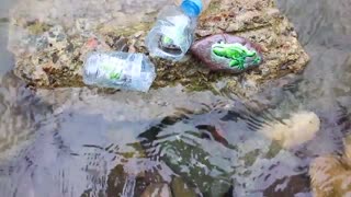 ماهی سیاه کوچولو