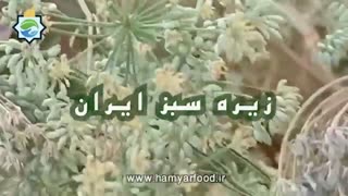 زیره در طبیعت ایران