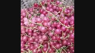 نهال انگور ردکارنت و انگور فرنگی