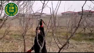 هرس و جوانسازی باغات میوه با مشاوره و نظارت کارشناسان مجرب شرکت ترمه سبز طبیعت