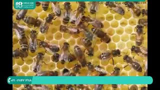 راهنمایی برای آپدیت کندوعسل با تکان دادن