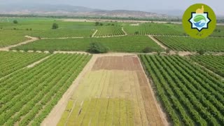 مراحل تولید کشمش ارگانیک