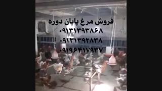 فروش ویژه و عمده مرغ تخم گذار گلپایگانی پایان دوره