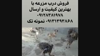 فروش ویژه و عمده شتر مرغ گردن آبی کانادایی