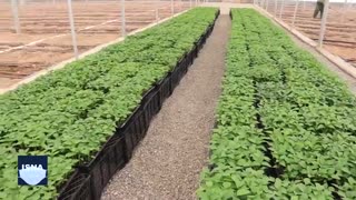 صادرات ۷۵ درصدی در بزرگترین مجموعه گلخانه‌ای ایران