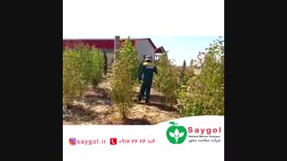 سمپاشی باغات و مرکبات