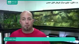 مراحل نگهداری از آکواریوم گیاهی و ماهی های زینتی