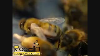 آموزش چگونگی تولید بره موم و برداشت آن از کلنی های زنبورعسل