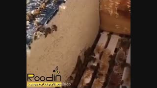 ملکه نژاد کاسپین