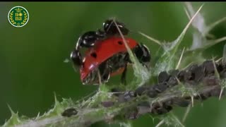 همزیستی حشرات و دشمنان طبیعی