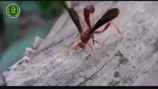 زنبورهای پارازیتوئید ماده