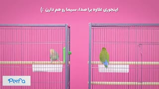 نحوه آشنا کردن دو پرنده زینتی با هم ( آوردن پرنده جدید به خانه )